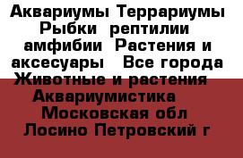 Аквариумы.Террариумы.Рыбки, рептилии, амфибии. Растения и аксесуары - Все города Животные и растения » Аквариумистика   . Московская обл.,Лосино-Петровский г.